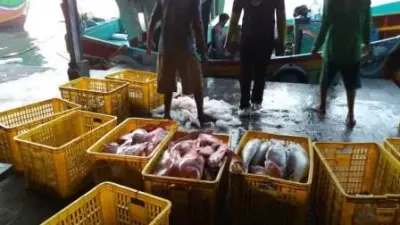 Harga Ikan Segar Melonjak, BPS Ungkap Kenaikan Solar dan Cuaca Buruk Jadi Pemicu.